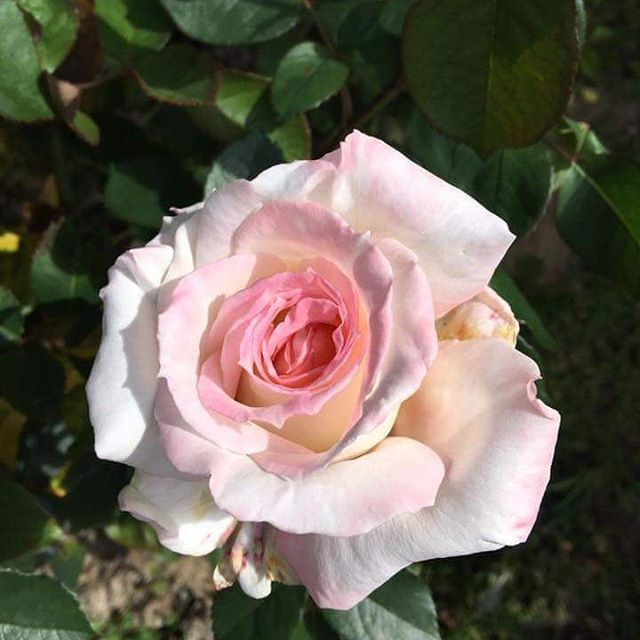 Instagram Photo Contest: "Spring in Napa Valley"
